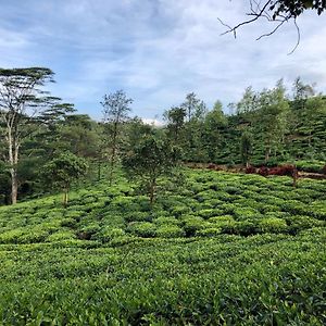 Parisons Plantation Experiences By Abad